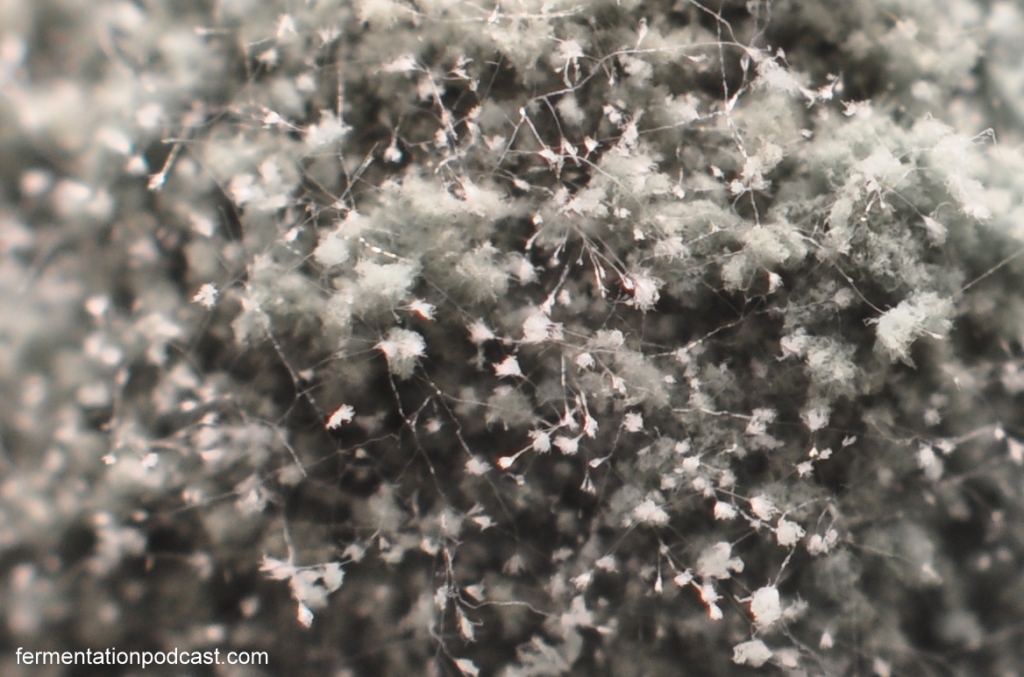 Mold hyphae fruiting bodies