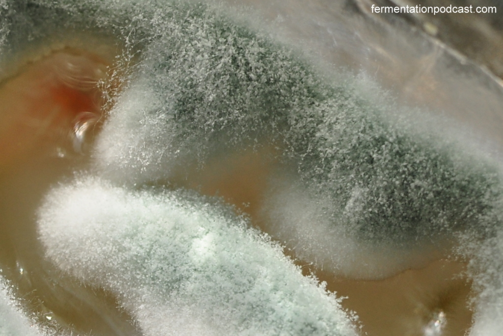 Mold in jar close up