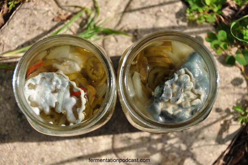 Mold in Pickled Peppers  The Fermentation Podcast