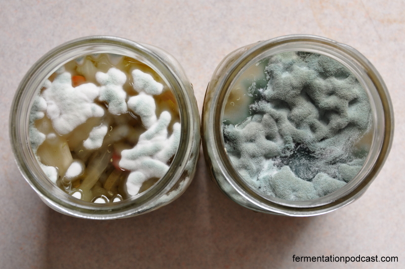 http://fermentationpodcast.com/wp-content/uploads/2014/10/moldy-pickled-peppers-side-by-side.jpg