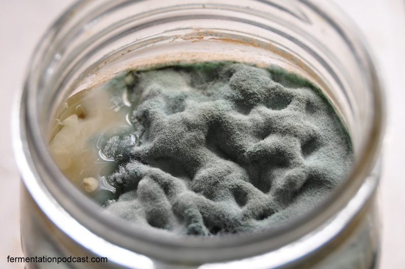 Five Questions On Mold And Food Safety The Fermentation Podcast